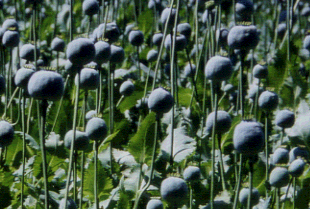 Papaver somniferum2.gif